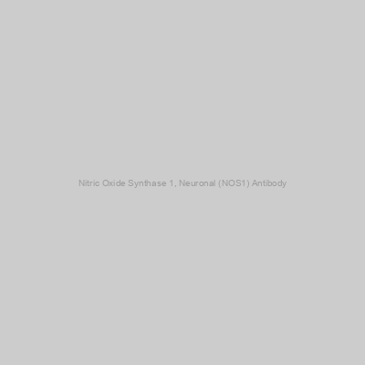 Nitric Oxide Synthase 1, Neuronal (NOS1) Antibody